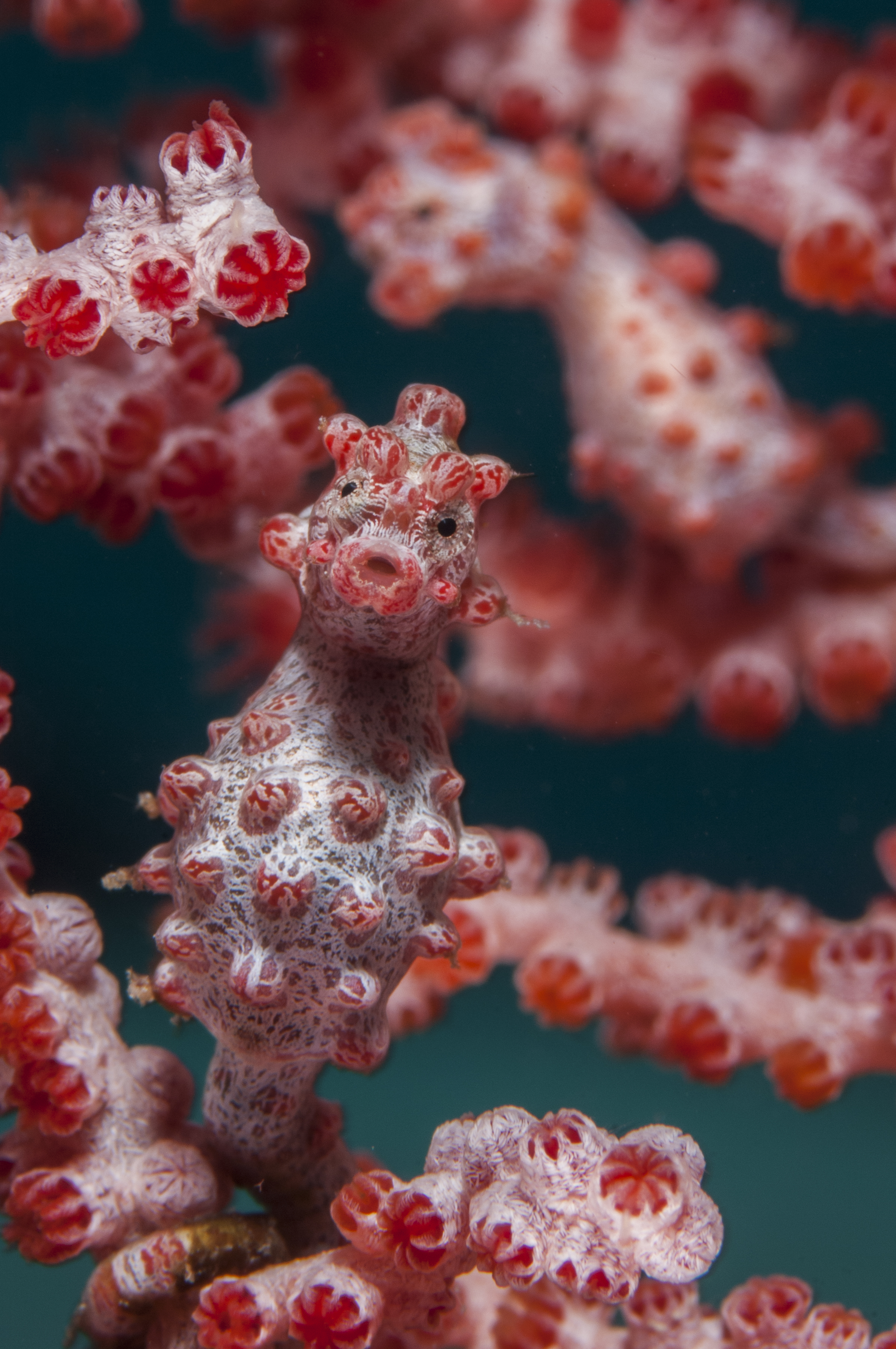 A pair of tiny and well-camouflaged Bargibant’s pygmy seahorses, Sulawesi, Indonesia. Photo by Dr Richard Smith