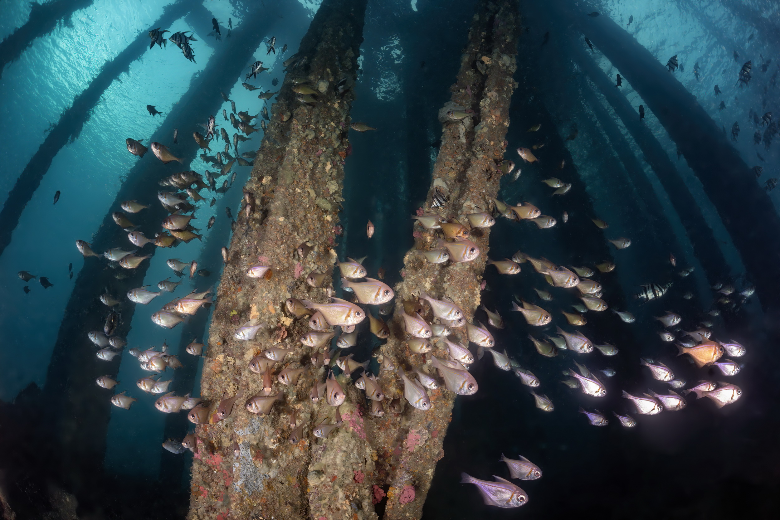 Sweepers under Rapid Bay Jetty, South Australia. Photo by Don Silcock