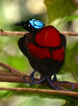 Wilson’s bird-of-paradise in a courtship display at Waigeo Island. Photo by Pierre Constant