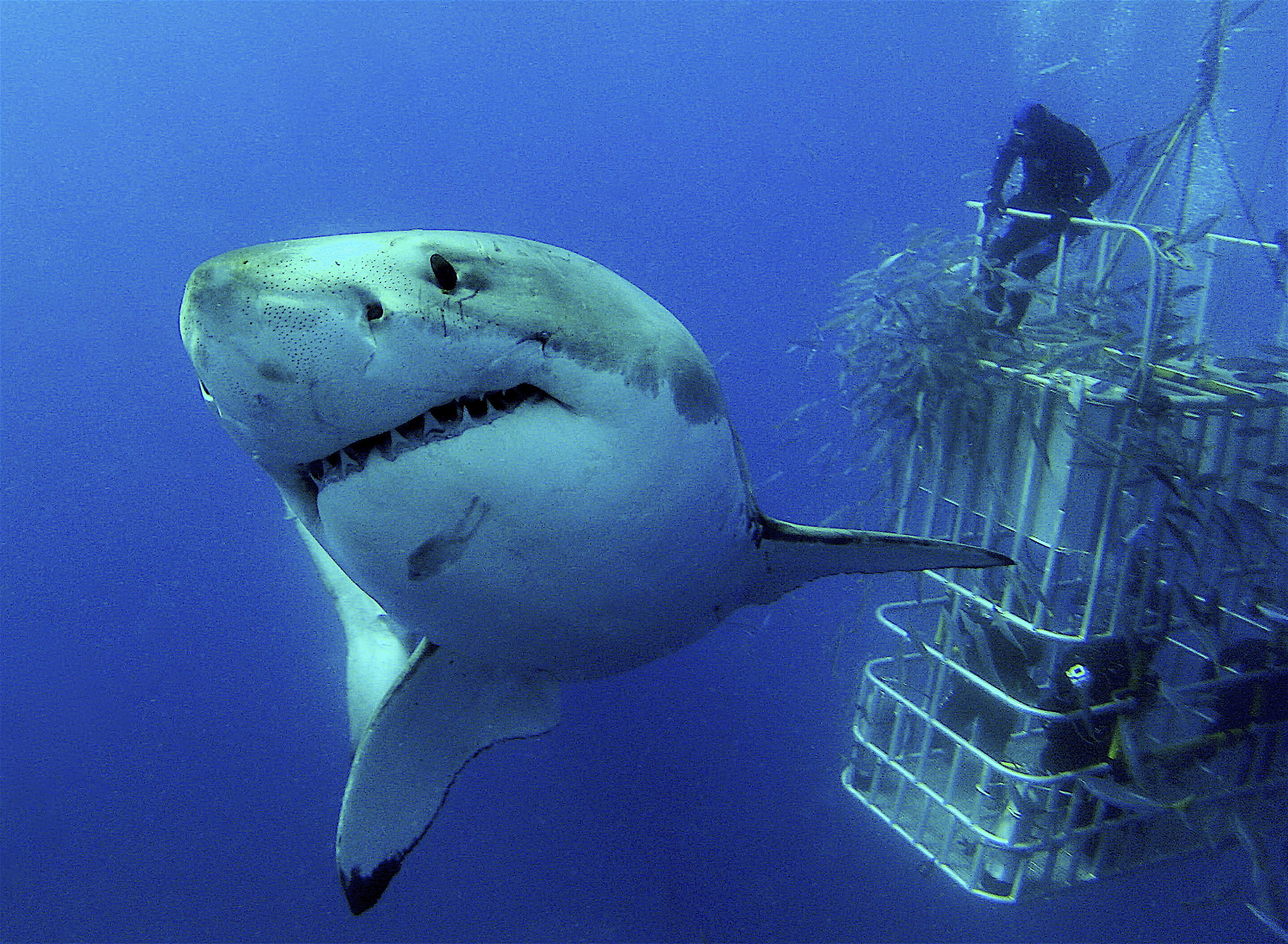 Great white shark, Guadalupe Island, Mexico. Photo by Bret Gilliam