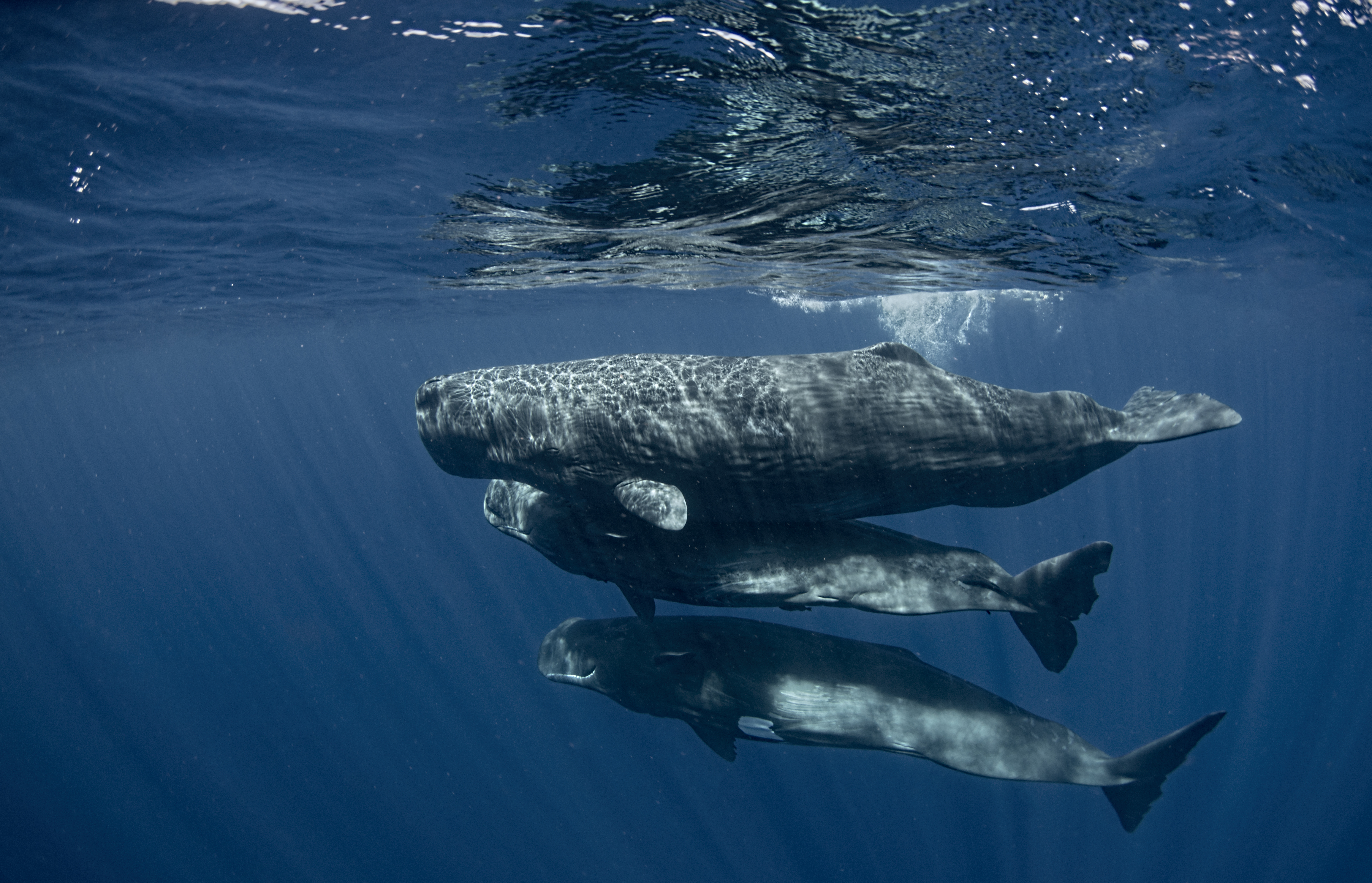 Sperm whales in Dominica, by Amanda Cotton