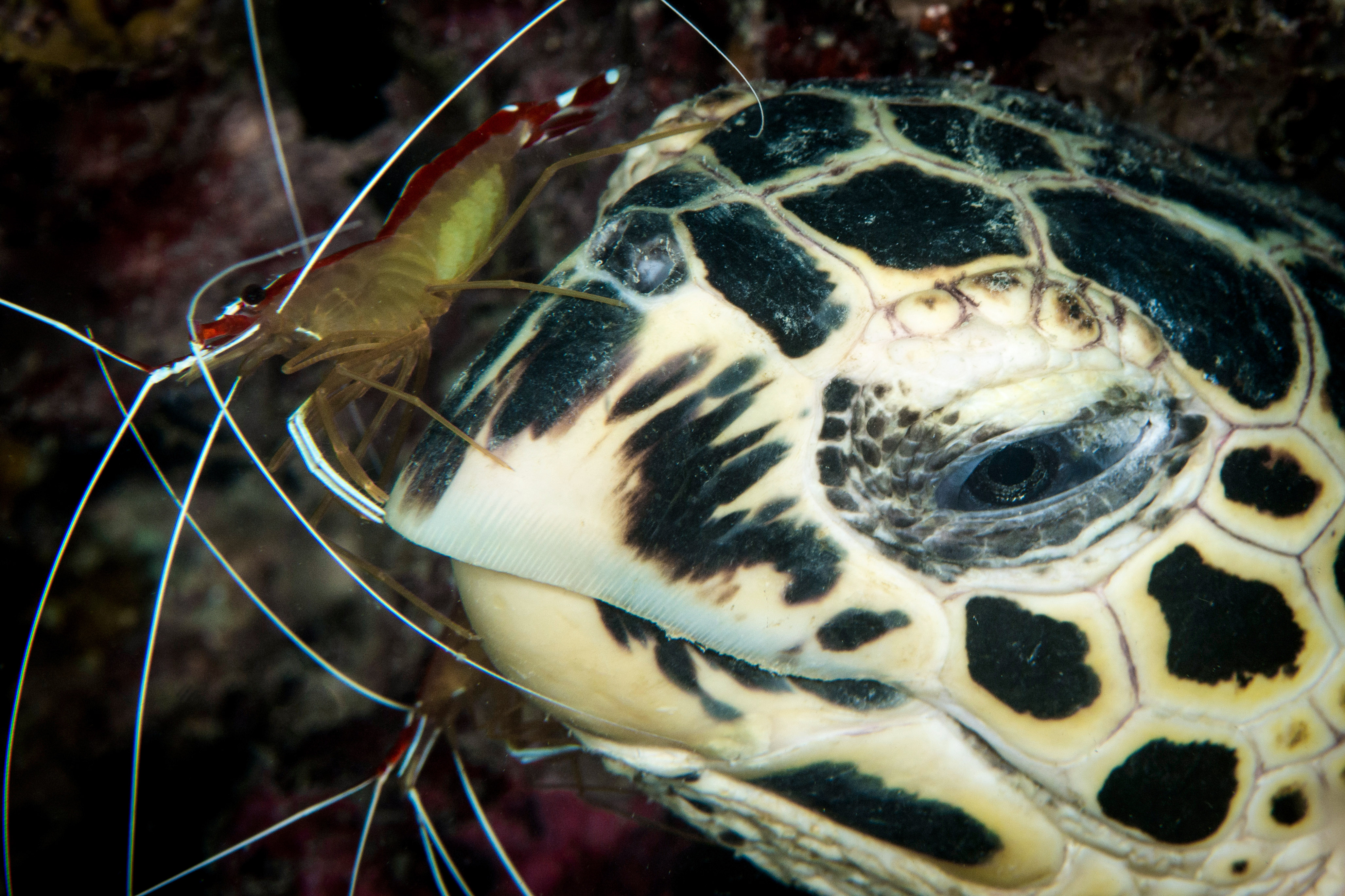 Sea turtle with cleaner shrimp, Micronesia. Photo by Brandi Mueller