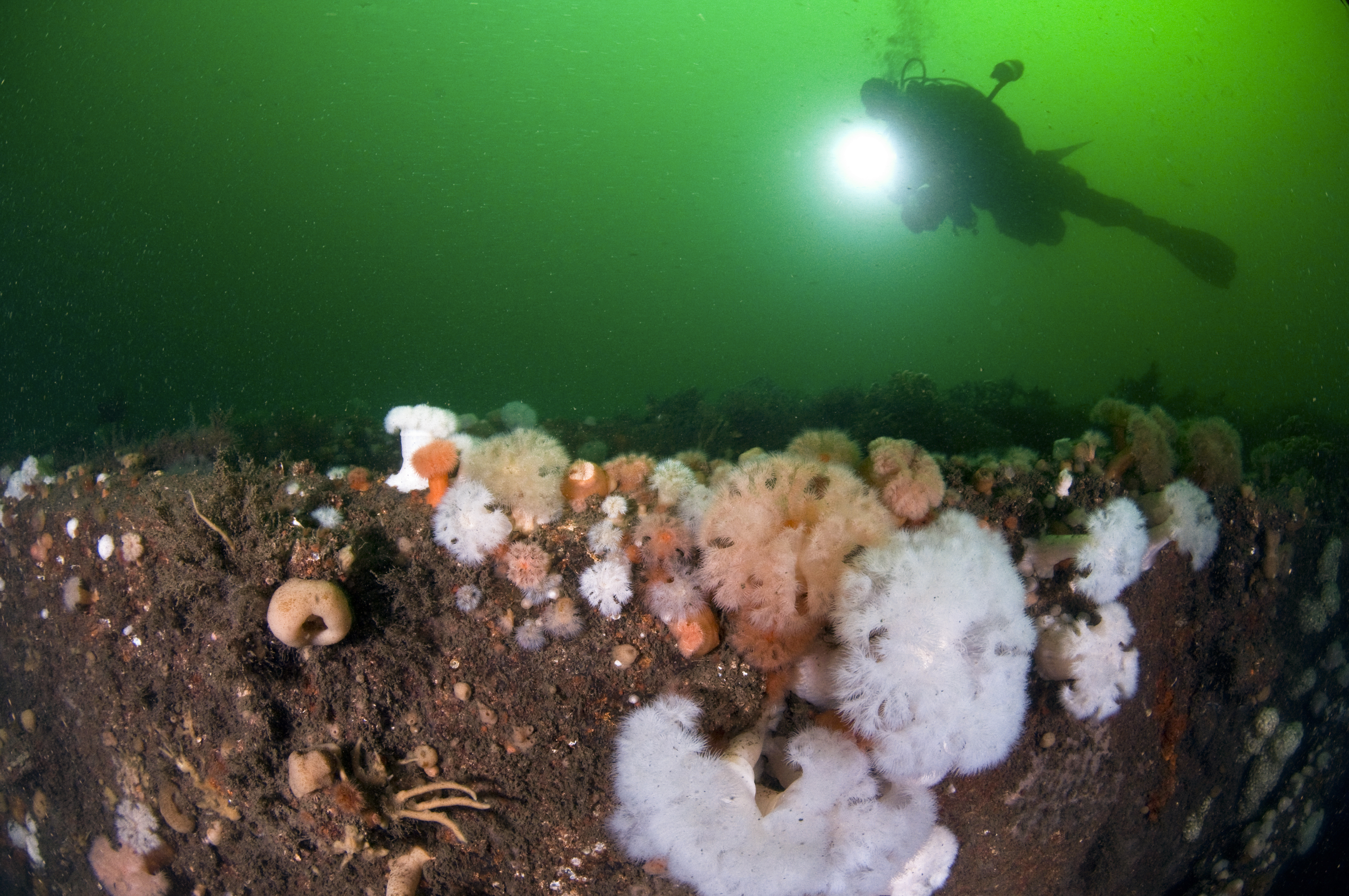 Anemone Wreck, Øresund, Denmark. Photo by Morten Bjørn Larsen