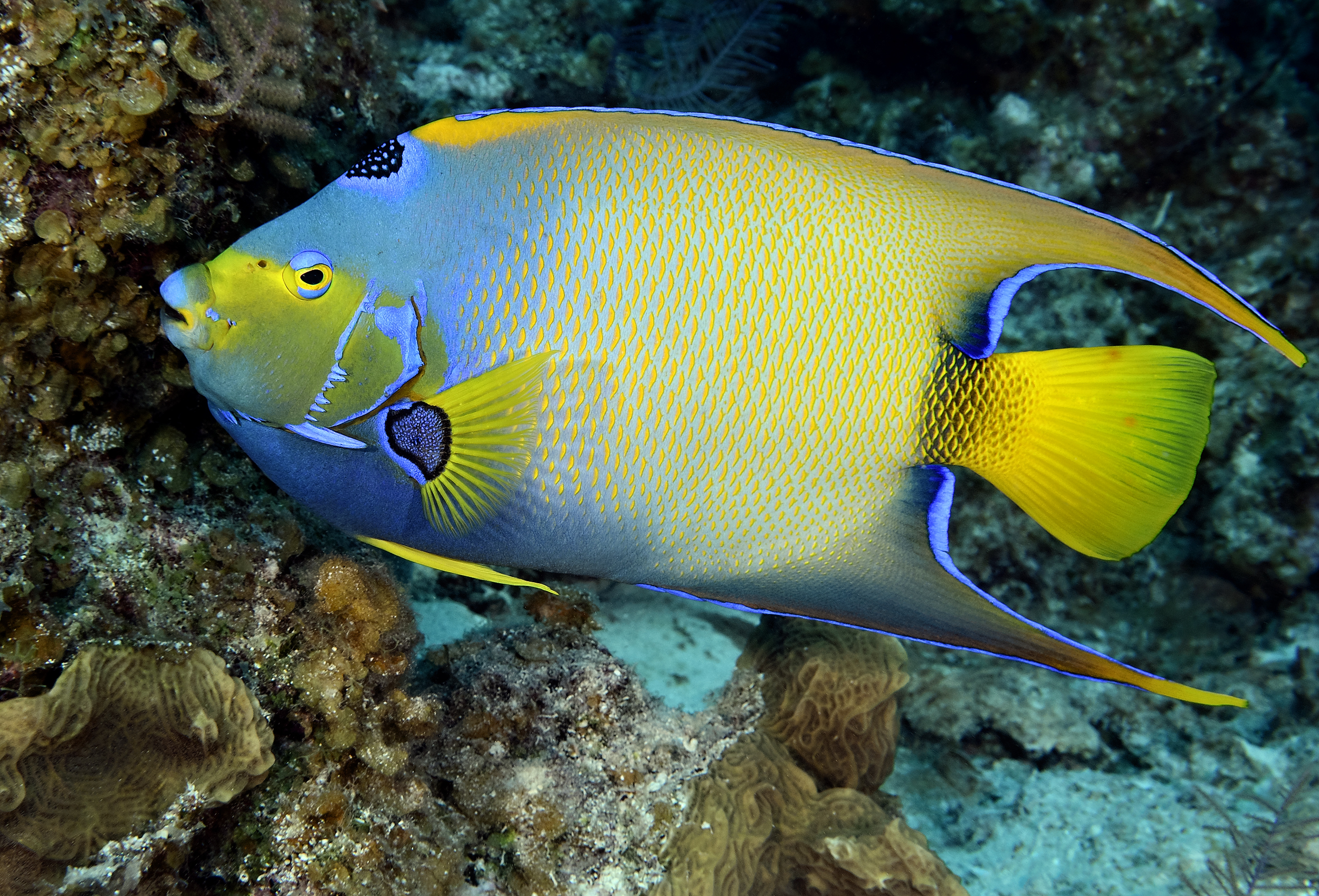 Queen angelfish, Turks and Caicos. Photo by Scott Johnson