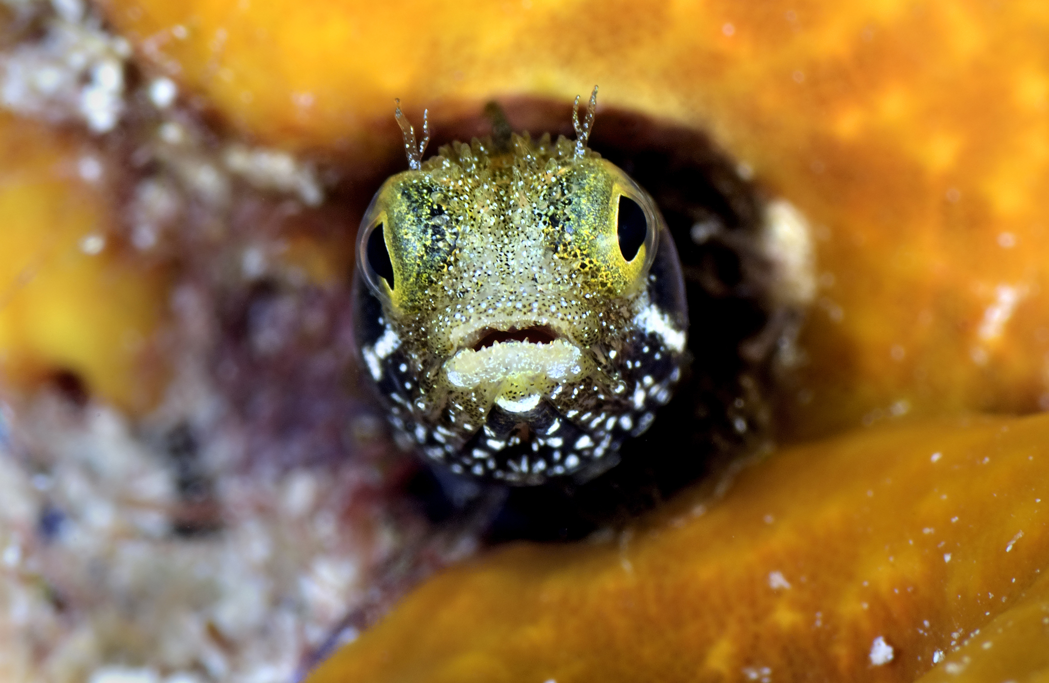 Spinyhead blenny, The Dome, Turks and Caicos. Photo by Scott Johnson