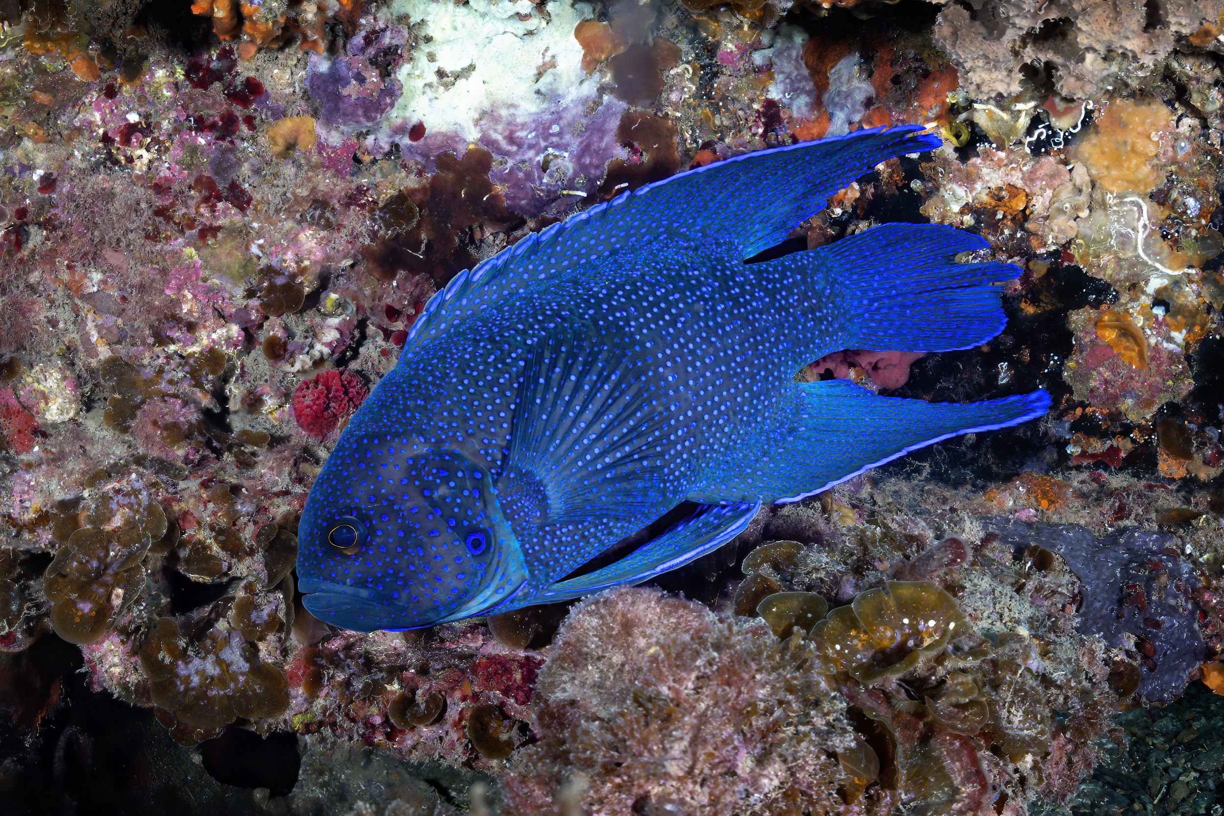 Eastern blue devil fish, Rapid Bay Jetty, South Australia. Photo by Don Silcock