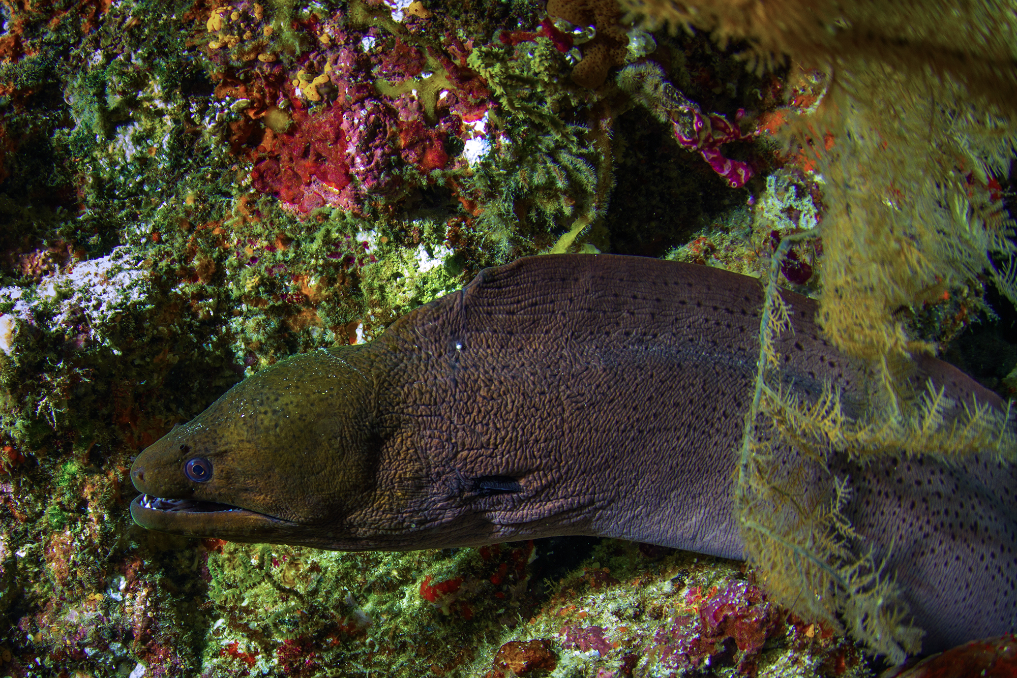 Giant moray. (Tchami / Wikimedia Commons / CC BY-SA 2.0)