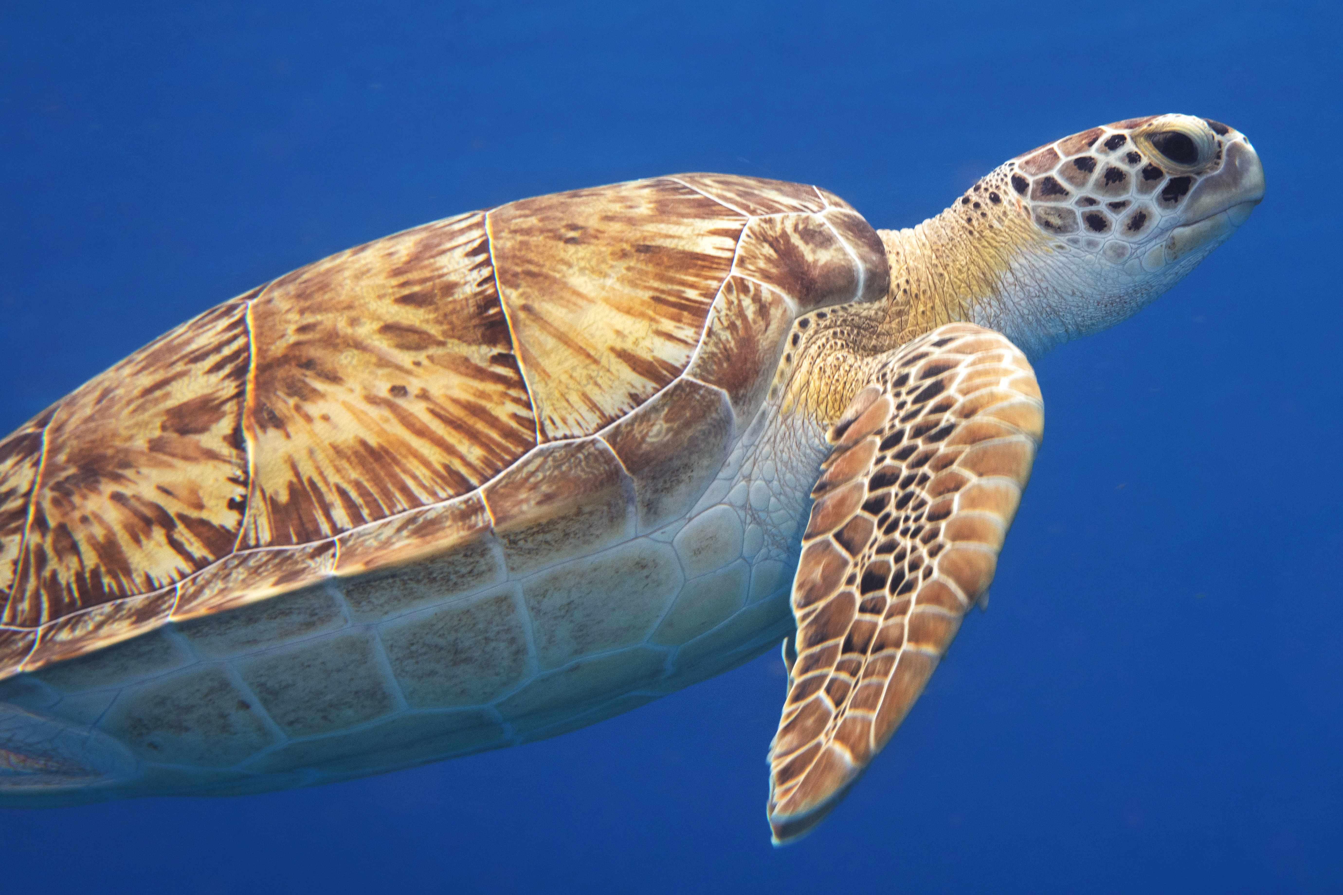 Green sea turtle, Cozumel, Mexico. Photo Brandi Mueller