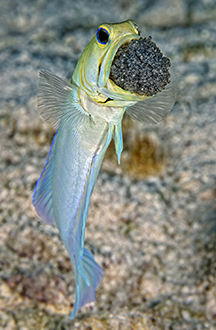 Yellowhead jawfish with eggs in its mouth, Turks & Caicos. Photo by Scott Johnson