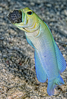 Yellowhead jawfish aerating eggs in mouth, Turks & Caicos. Photo by Scott Johnson