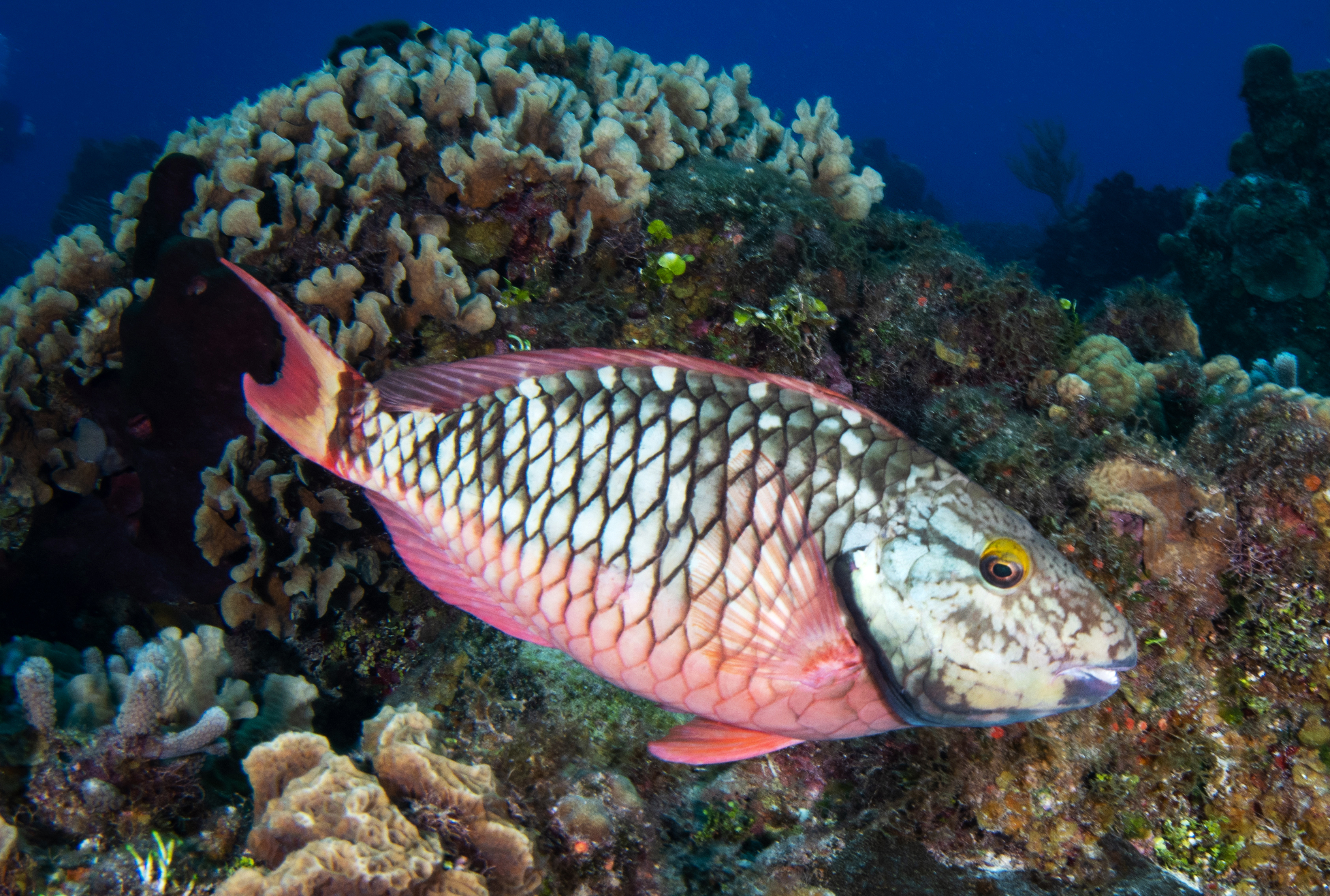 Parrotfish, Cozumel, Mexico. Photo by Brandi Mueller