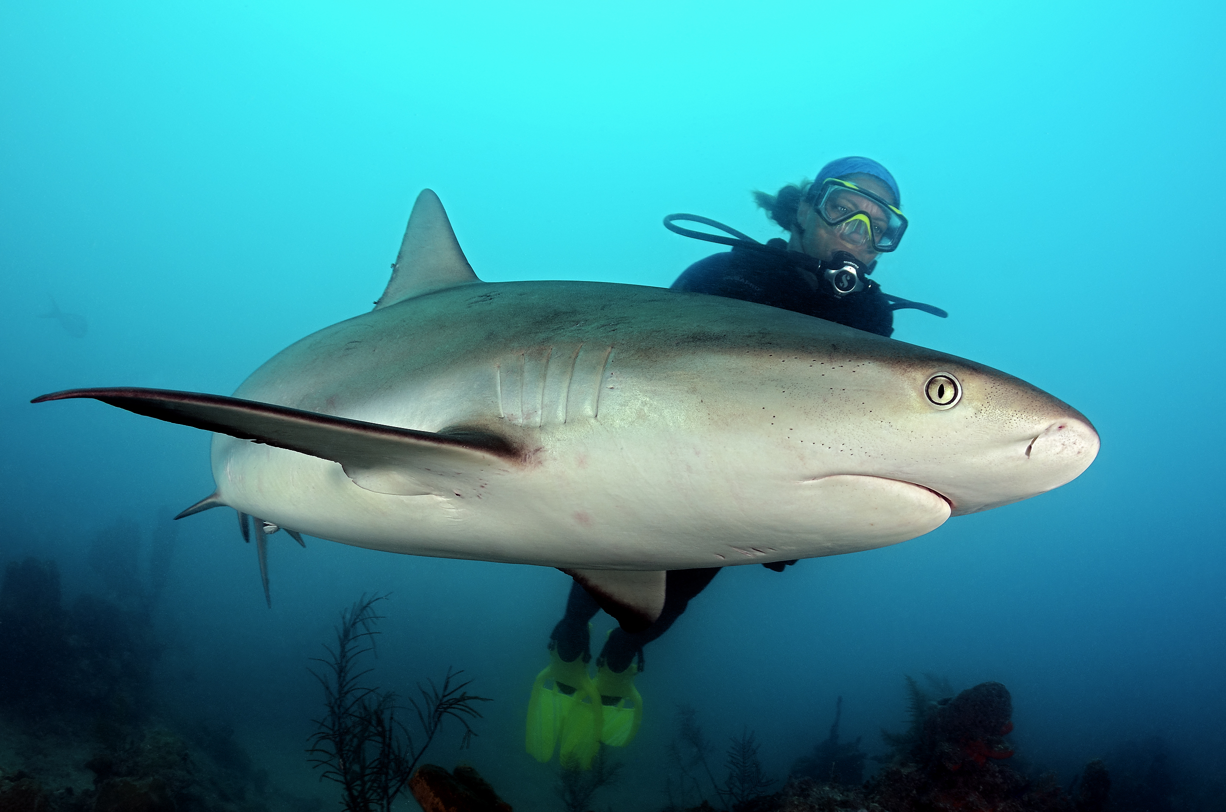 Caribbean reef shark, Turks and Caicos. Photo by Scott Johnson
