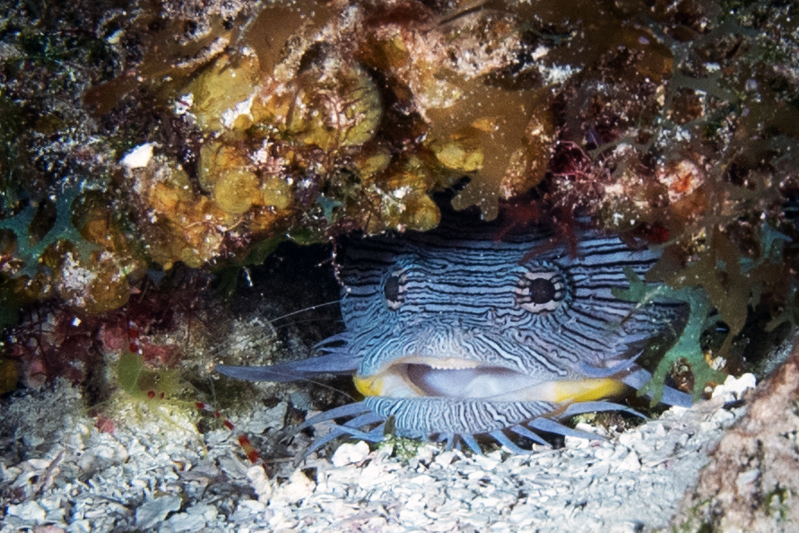 Splendid toadfish opening its mouth to be cleaned by a shrimp. Photo by Brandi Mueller