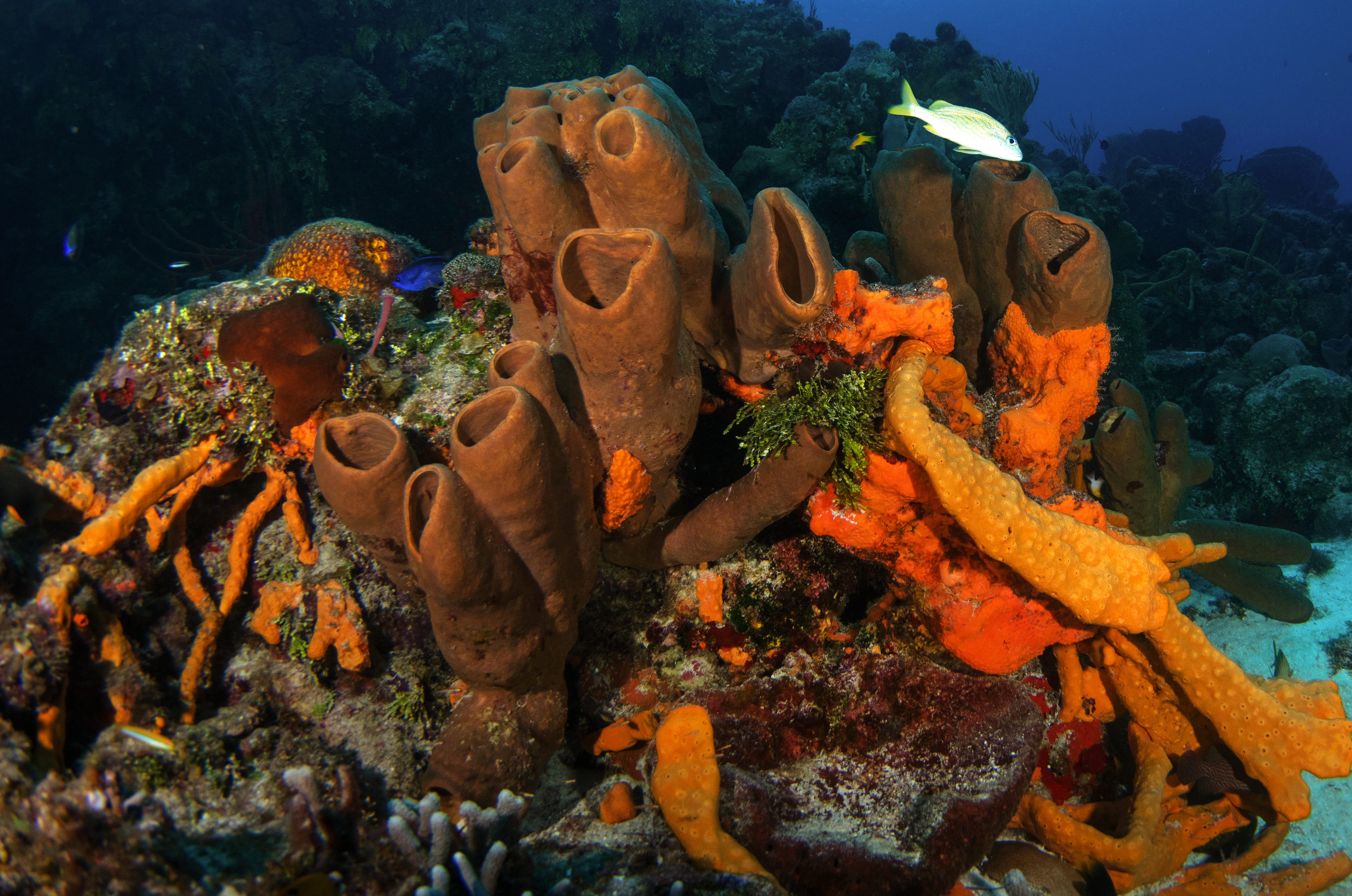 Huge sponges, Cozumel, Mexico. Photo by Brandi Mueller