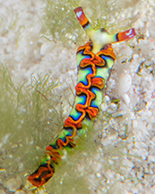 Painted elsyia nudibranch. Photo by Brandi Mueller