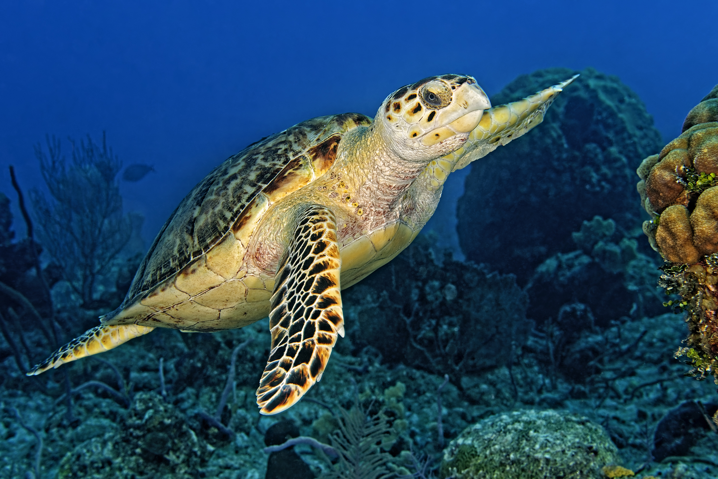 Hawksbill sea turtle, Turks and Caicos. Photo by Scott Johnson
