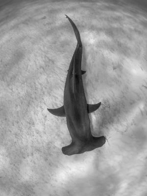 Hammerhead shark. Foto: Kewin Lorenzen.