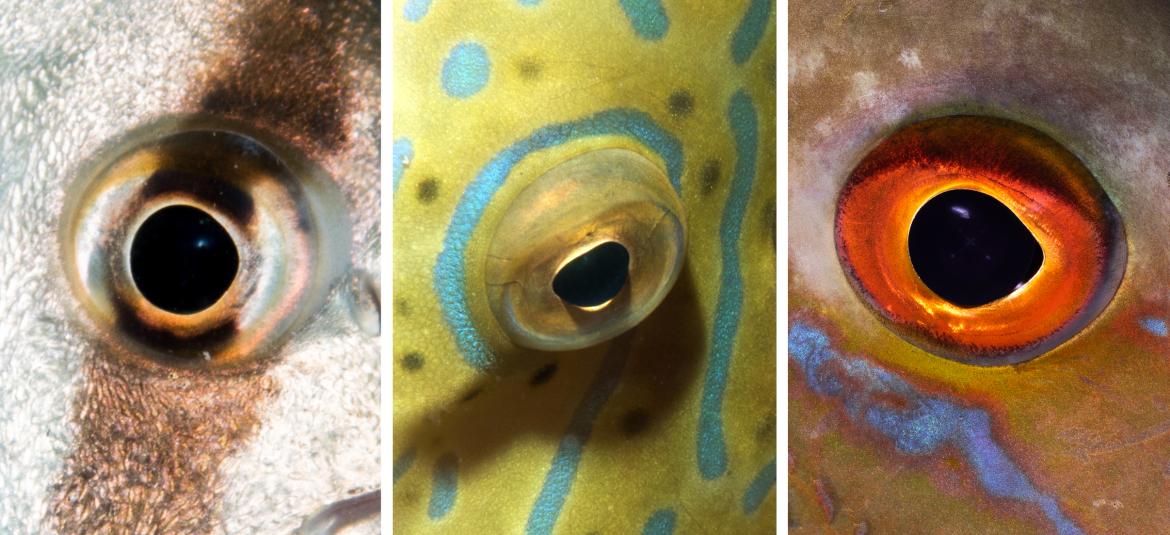 Fish Eye Triptych by Sheryl Checkman