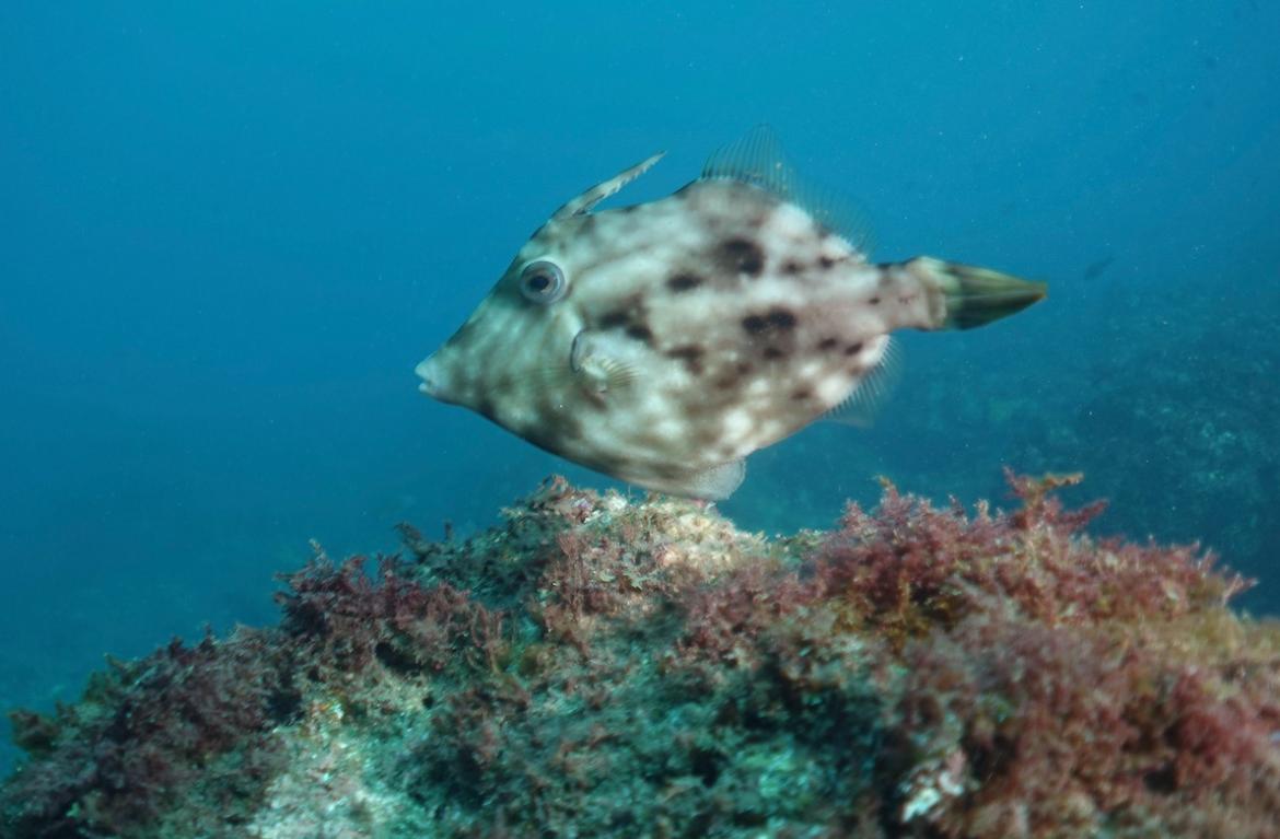 Planehead filefish, Steph­anolepis hispidus, at Fateja, in Mindelo. Photo by Pierre Constant.