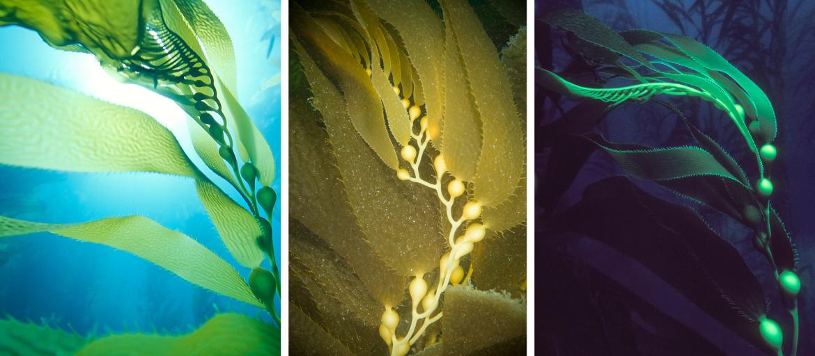 Kelp Triptych by Matthew Meier