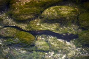 Freshwater eel in a creek, Aakapa, Nuku Hiva