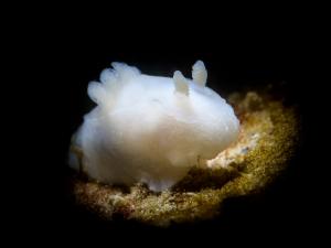 Ghost nudibranch