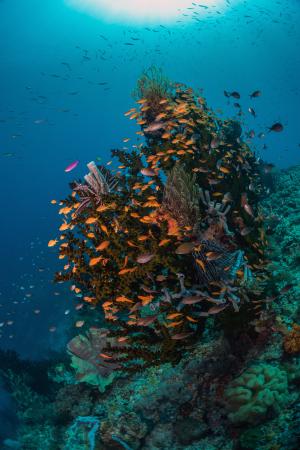 Reefs of southern Visayas were healthy, with an incredible number of fish