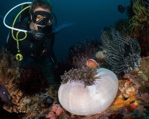 Diver with skunk anemonefish on anemone at Lapus-Lapus in Ticao 