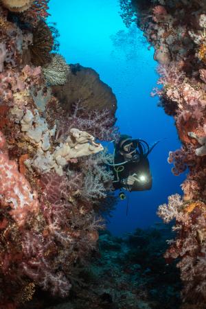 Cobrador Island, just north of Romblon, offered absolutely world-class coral reef diving 
