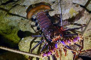 Pronghorn spiny lobster at Les Grottes de Gadji