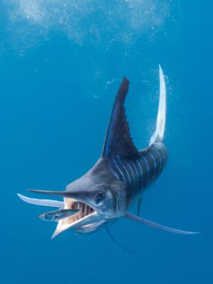 The millisecond before the striped marlin swollowed the poor sardine