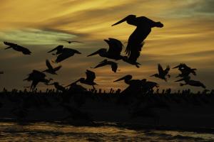 Pelicans on Bird Island