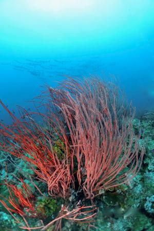 Ellisella sp. red whip coral with school of barracuda in the background, Vanessa's Reef