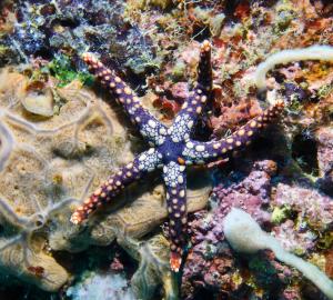 Hefferman’s sea star at Joy’s Reef, Kimbe Bay