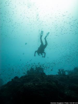 Silhouette of diver