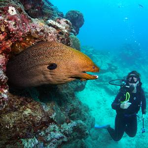Diver with giant moray. Photo by Nigel Marsh