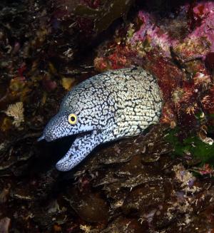 Y-patterned moray, Poor Knights Islands, New Zealand