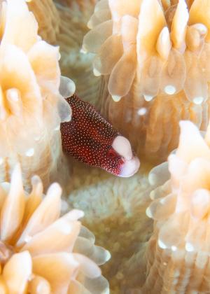 Braun’s pughead pipefish, Bulbonaricus brauni