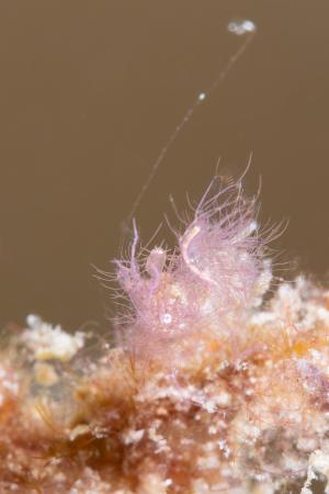 Tiny pink hairy shrimp, Phycocaris simulans, approximately 2mm in size