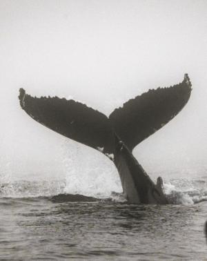 Humpback whale fluke spotted on whale tour