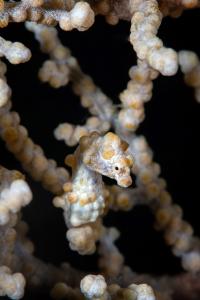 Yellow pygmy seahorse, Hippocampus bargibanti, Gato Island
