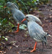 endemic “kagu” birds, symbol of New Caledonia, at Parc Provincial de la Rivière Bleue, Yaté