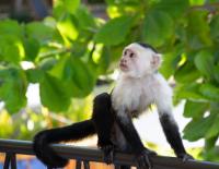 White-faced capuchin monkey 
