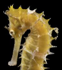 Yellow thorny seahorse on the house reef at Volivoli. Photo by Matthew Meier