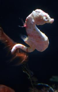 Colemani pygmy seahorse, Green Island, Taiwan