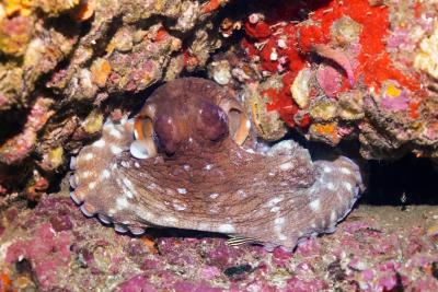 Octopus, Marquesas Islands