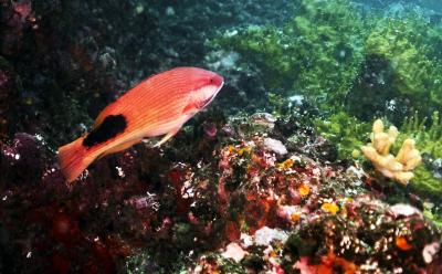 Tarry hogfish, La Sentinelle aux Marteaux, Nuku Hiva
