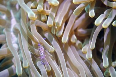 Sarasvati anemone shrimp at Restorff Island, Kimbe Bay