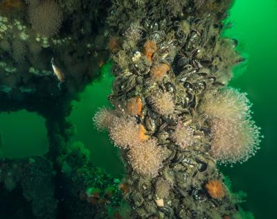 Mussels cover the superstructure of the Algol. Photo by Larry Cohen