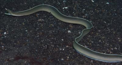 White ribboned eel
